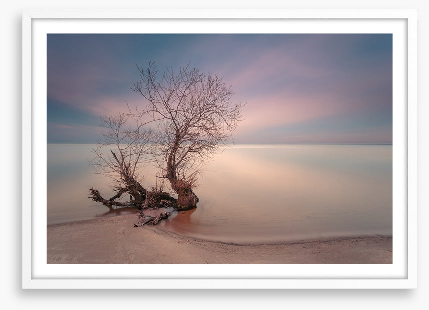 Coastal roots