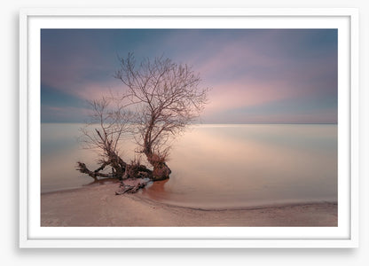 Coastal roots