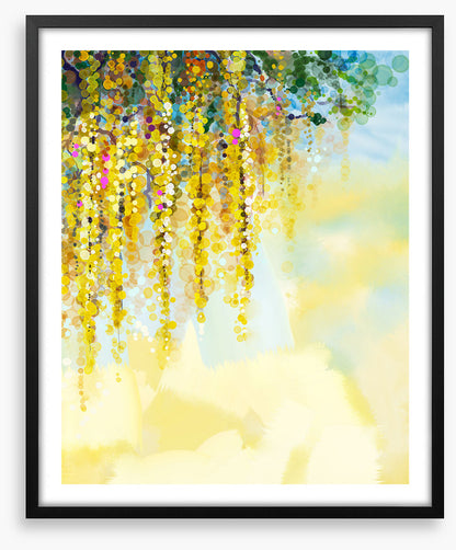 Wisteria sunlight