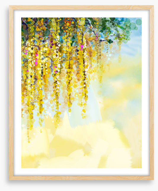 Wisteria sunlight