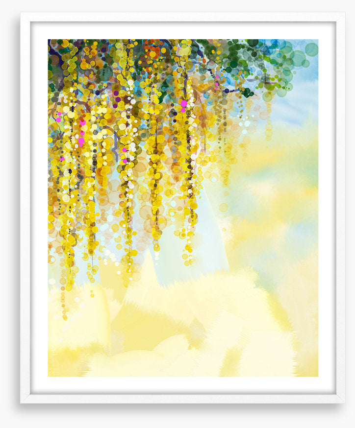 Wisteria sunlight