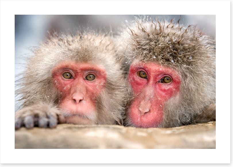 Mammals