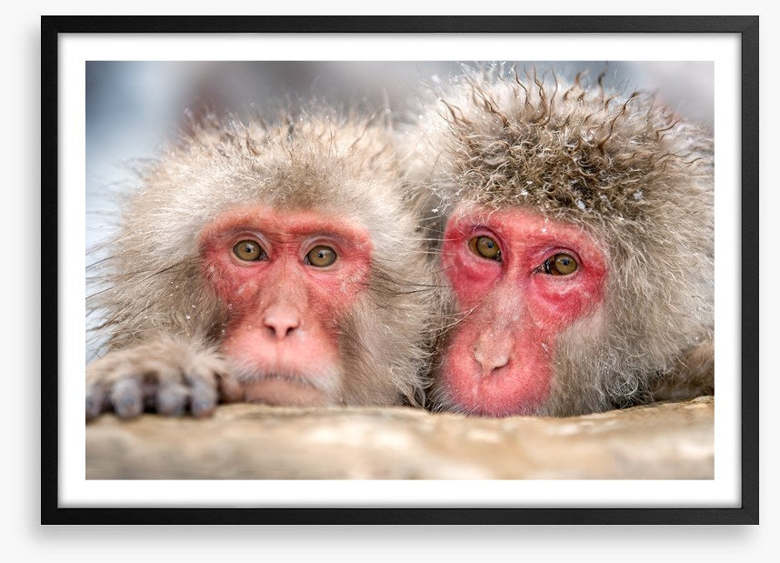 Mammals
