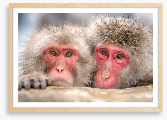 Mammals