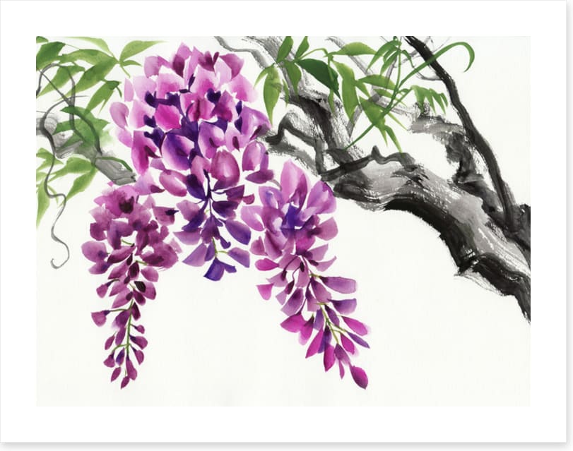 Wisteria blossom