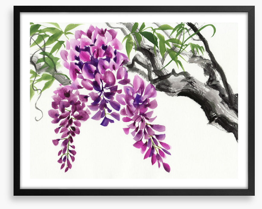 Wisteria blossom