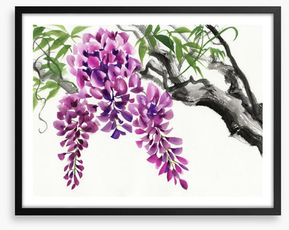 Wisteria blossom
