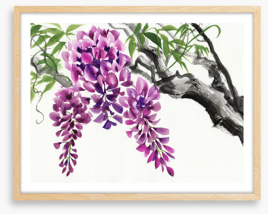 Wisteria blossom