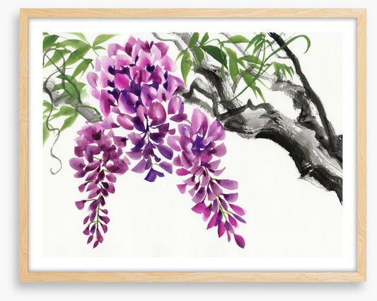 Wisteria blossom