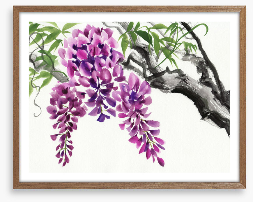 Wisteria blossom