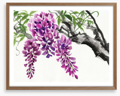 Wisteria blossom