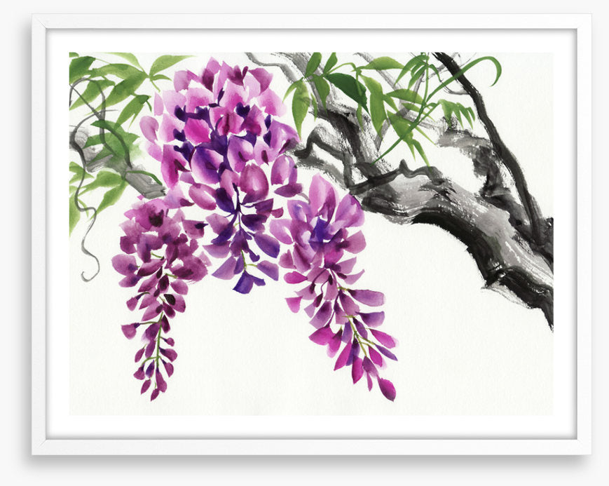 Wisteria blossom