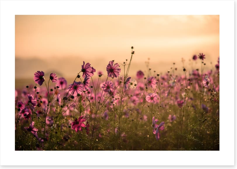 Meadows