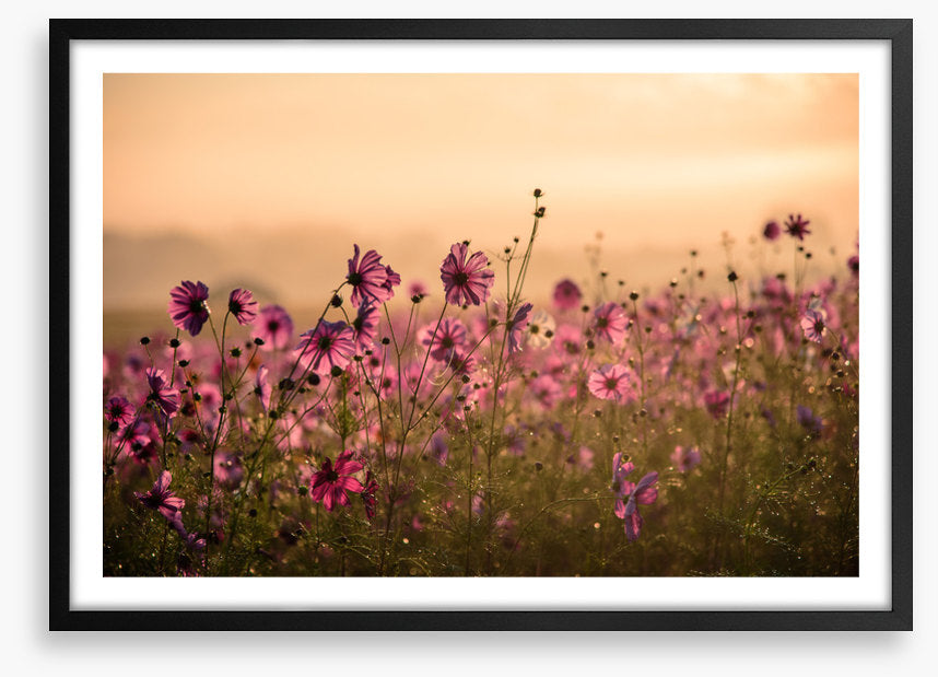 Meadows