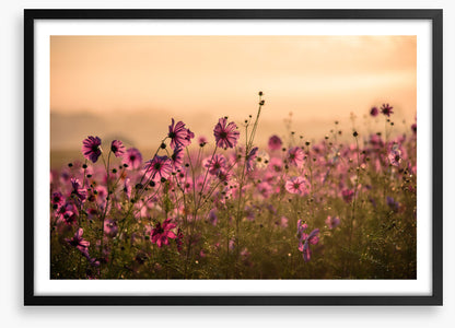 Meadows