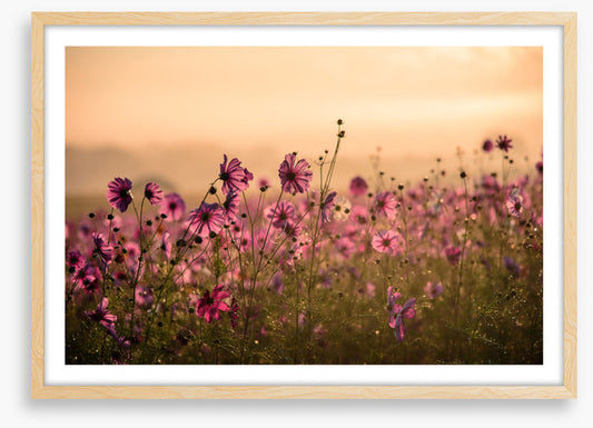 Meadows