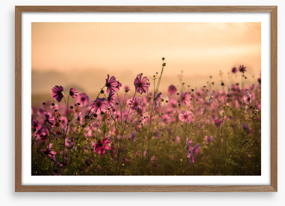 Meadows