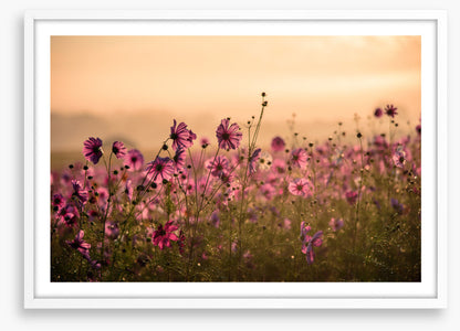 Meadows