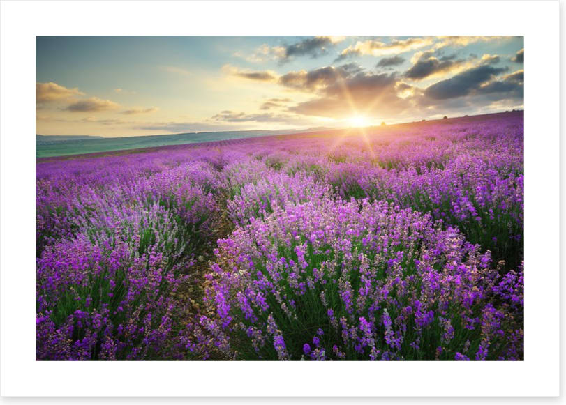 Lavender fields forever