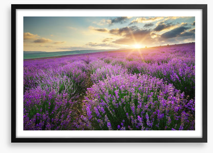 Lavender fields forever