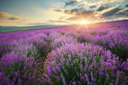 Lavender fields forever