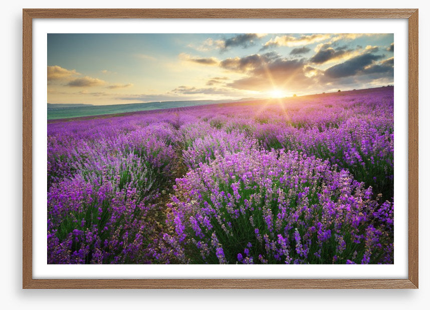 Lavender fields forever