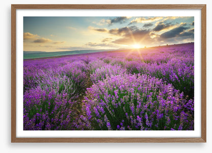 Lavender fields forever
