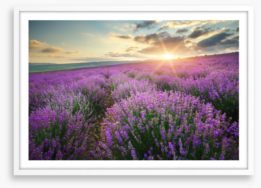 Lavender fields forever