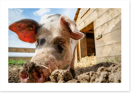 Agriculture