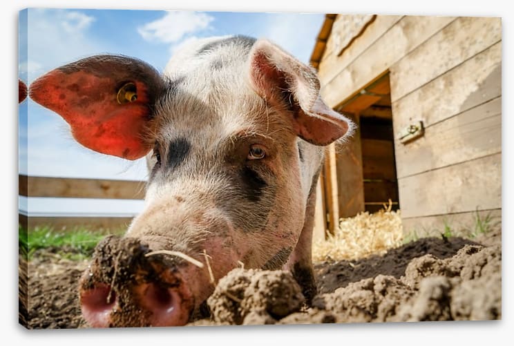 Agriculture