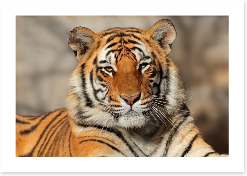 Bengal tiger at rest