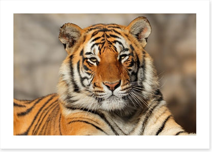 Bengal tiger at rest