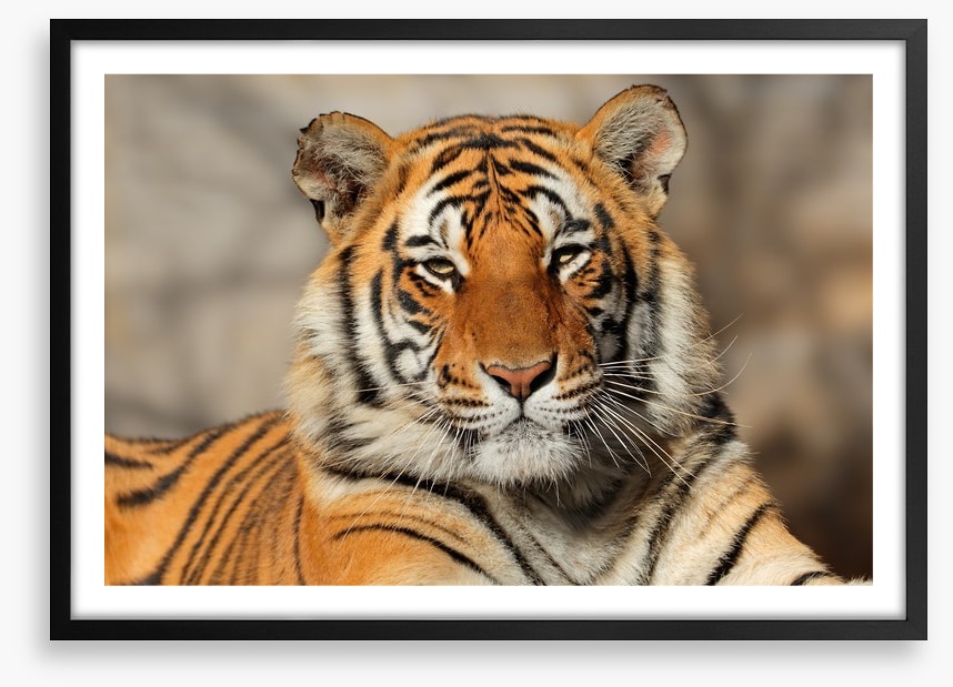 Bengal tiger at rest