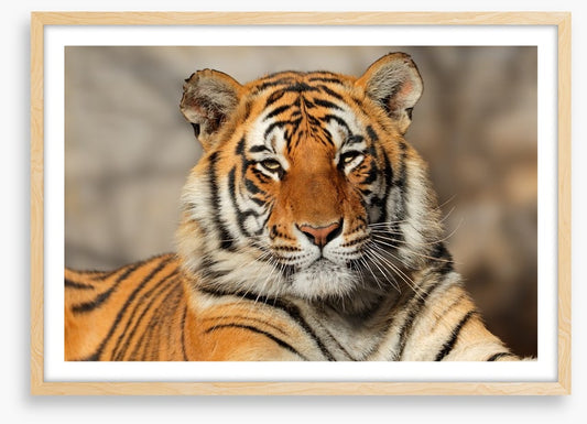 Bengal tiger at rest