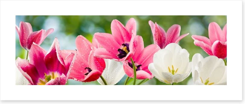 Tulip party