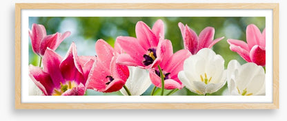 Tulip party