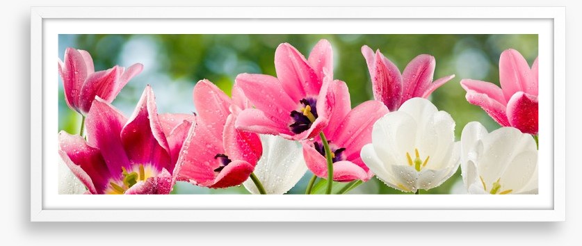 Tulip party