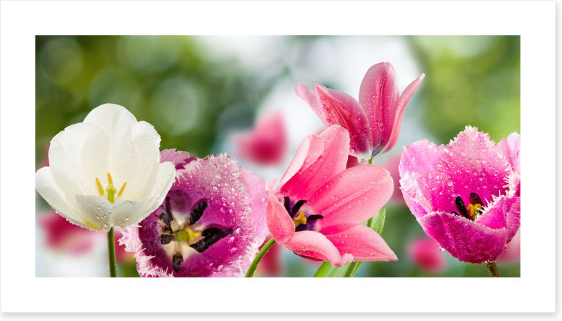 One white tulip