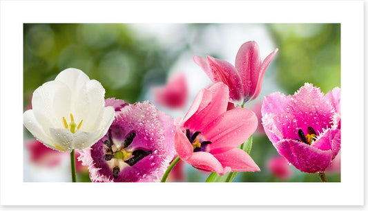 One white tulip