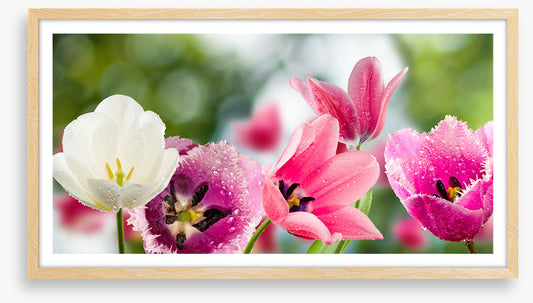One white tulip