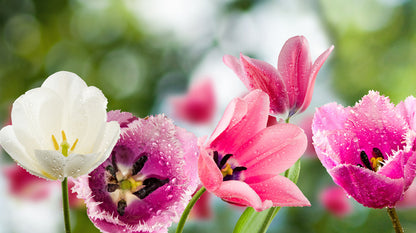 One white tulip