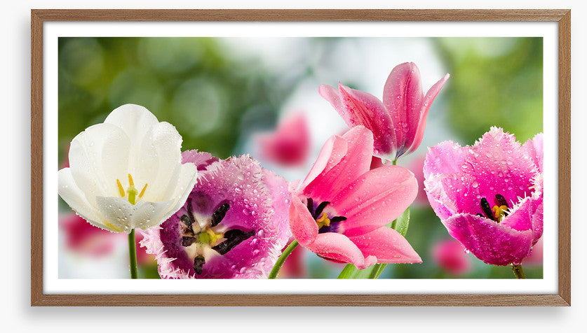 One white tulip