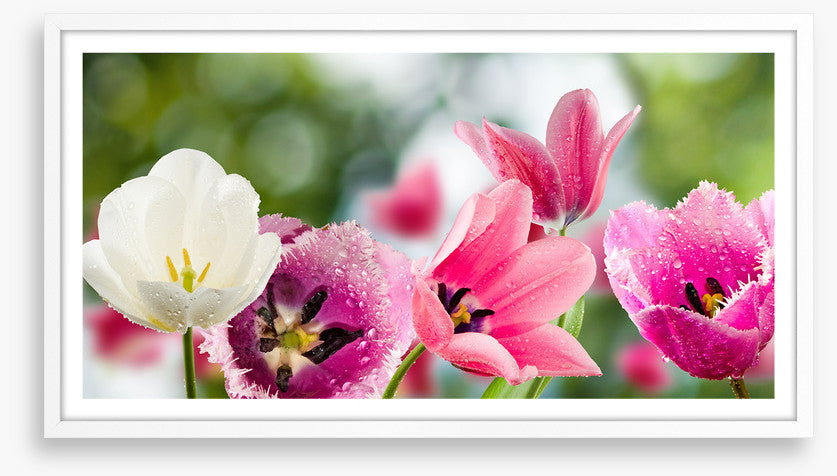 One white tulip