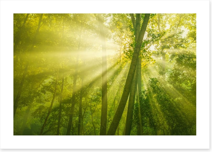 Forests
