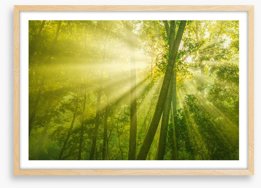 Forests