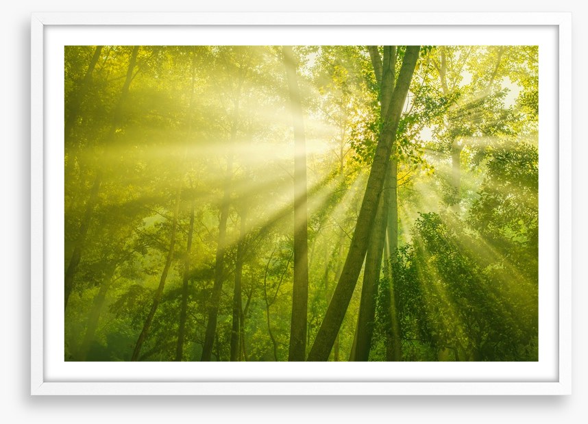 Forests