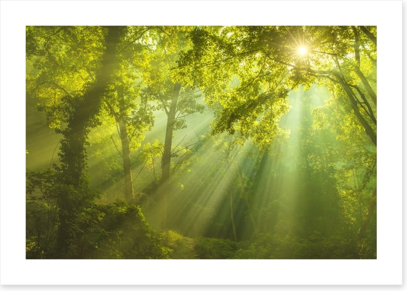 Forest of heaven