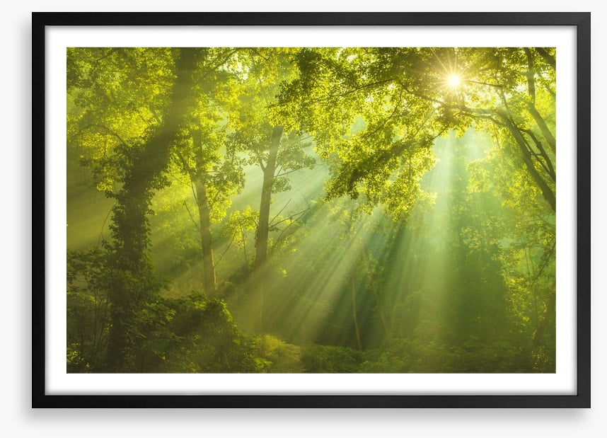 Forest of heaven