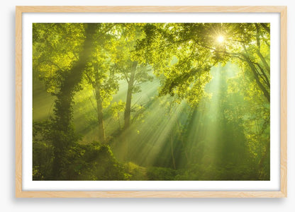 Forest of heaven