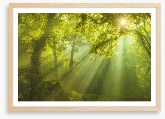 Forest of heaven